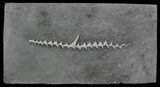 Archimedes Screw Bryozoan Fossil - Illinois #57891-1